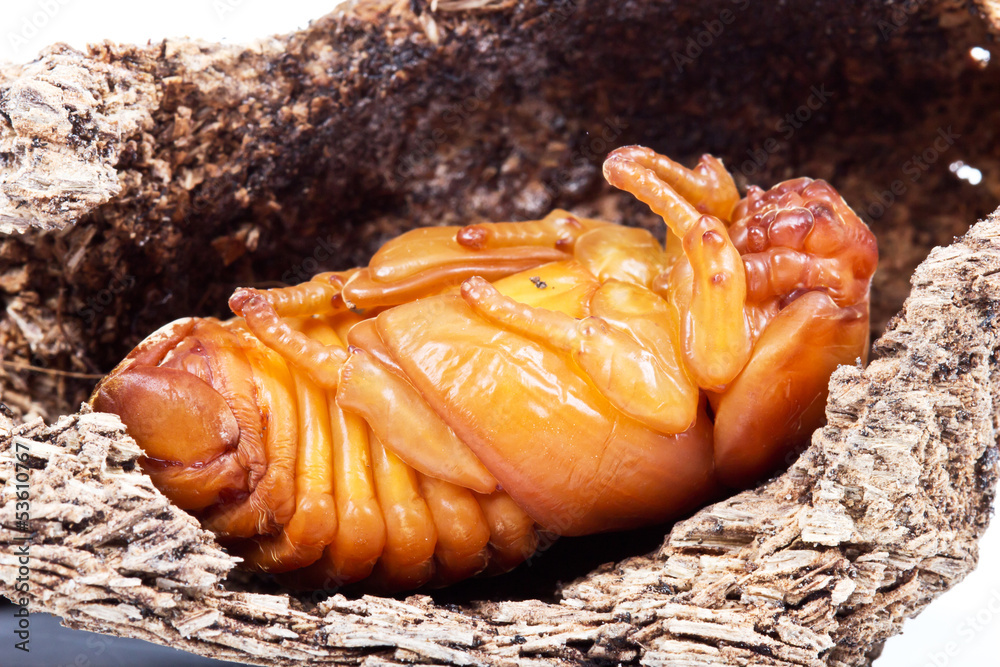 pupa of coconut rhinoceros beetle Stock Photo | Adobe Stock