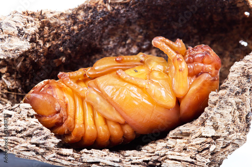 pupa of coconut rhinoceros beetle photo