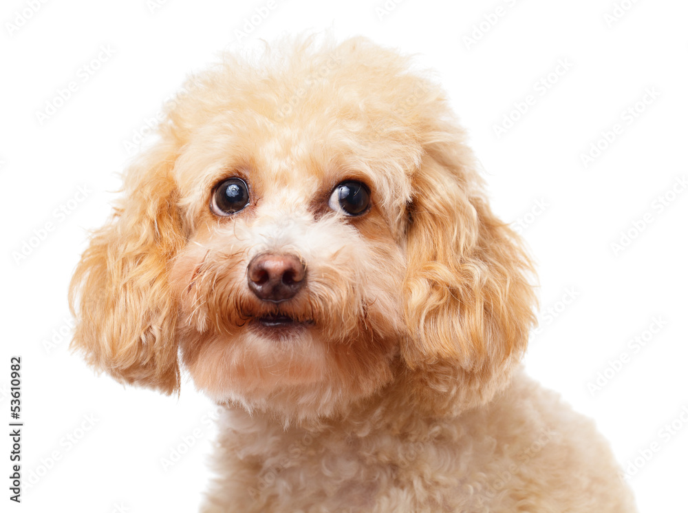 Dog poodle close up