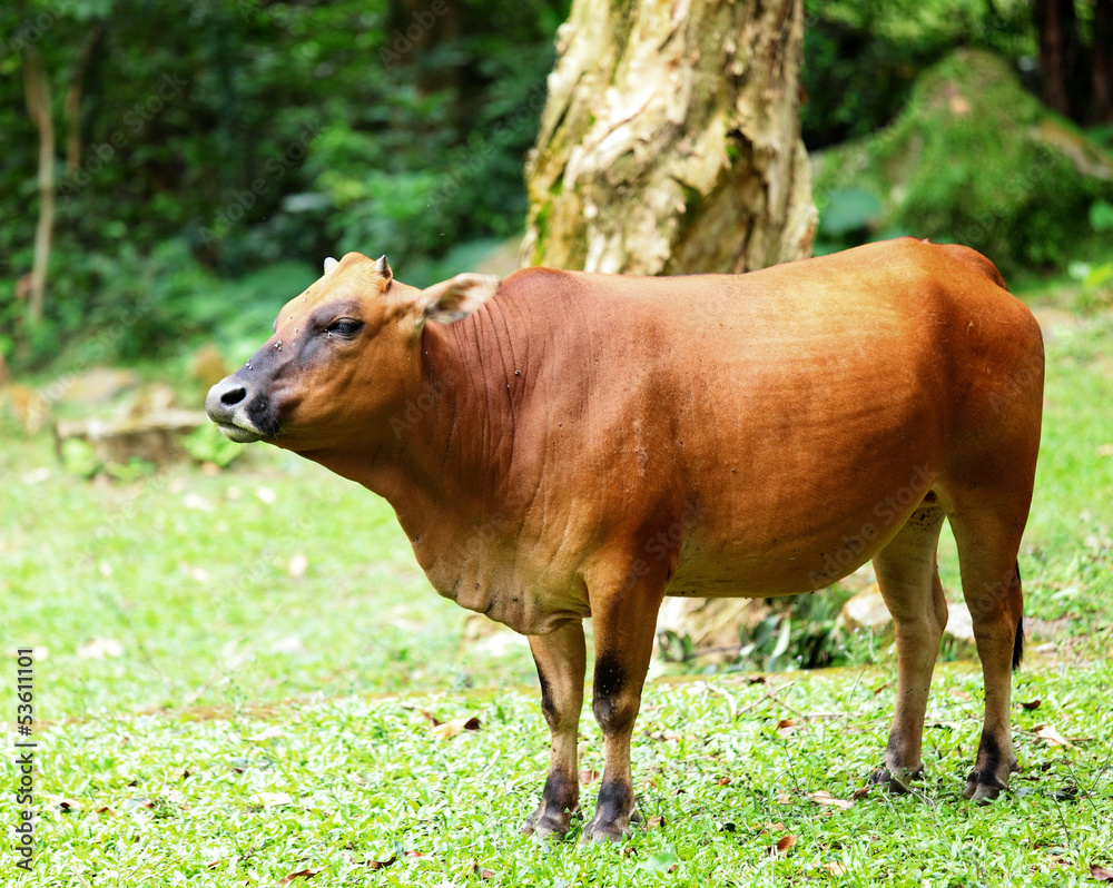 Fototapeta premium Cattle