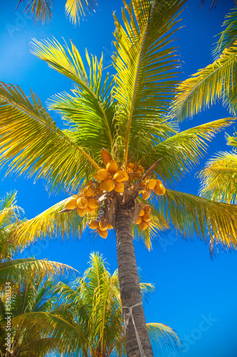 Tropical coconut palm tree with yellow coconut against the blue