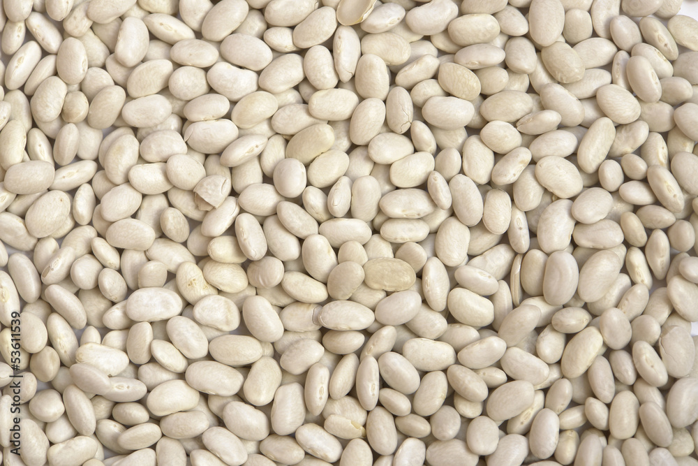 Haricot bean Haricot bean