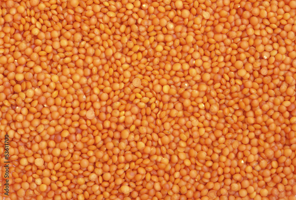 Red Lentil Red Lentil