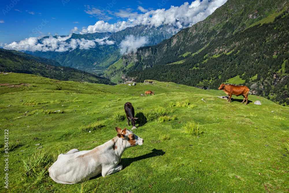 Cows grazing in Himalayas