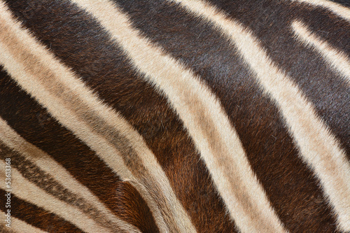 Pattern of real zebra skin