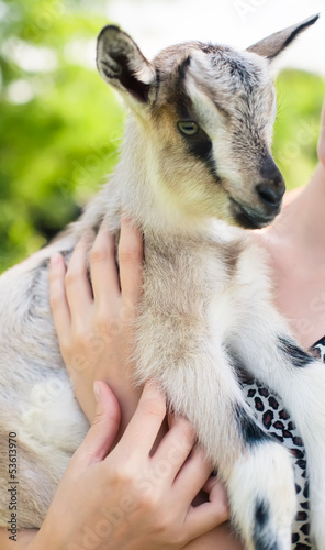 woman holding a little young goat