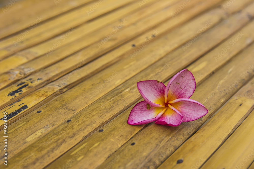 Pink plumeria Pink plumeria