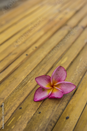 Pink plumeria