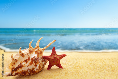 Fototapeta Naklejka Na Ścianę i Meble -  Starfish and seashell on beach