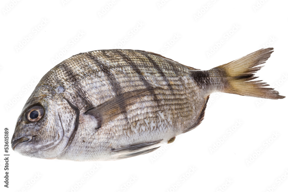 Fototapeta premium Raw Tilapia