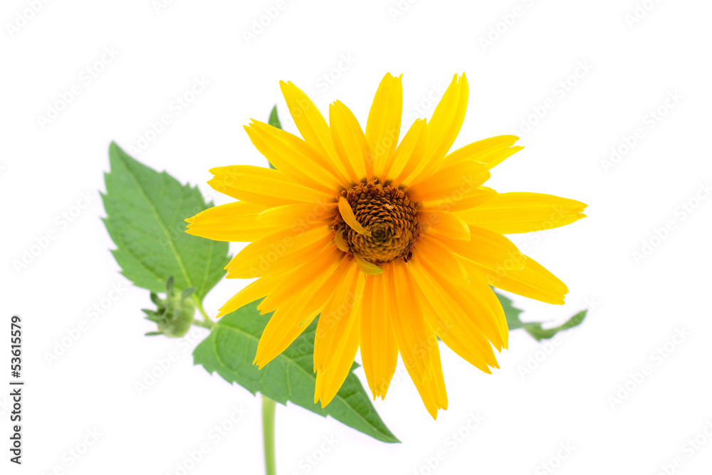 Naklejka premium Beautiful orange flower isolated on a white