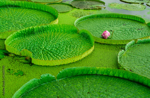 Fototapeta Naklejka Na Ścianę i Meble -  water lily and leaf