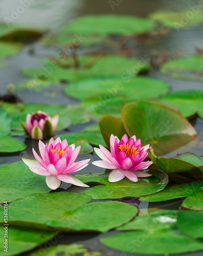 Water lily and leaf