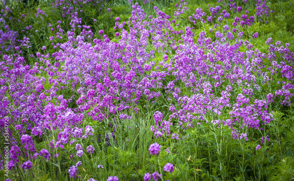 Flowers of Hesperis Matronalis, selective focus. Flowers of Hesperis Matronalis, selective focus.