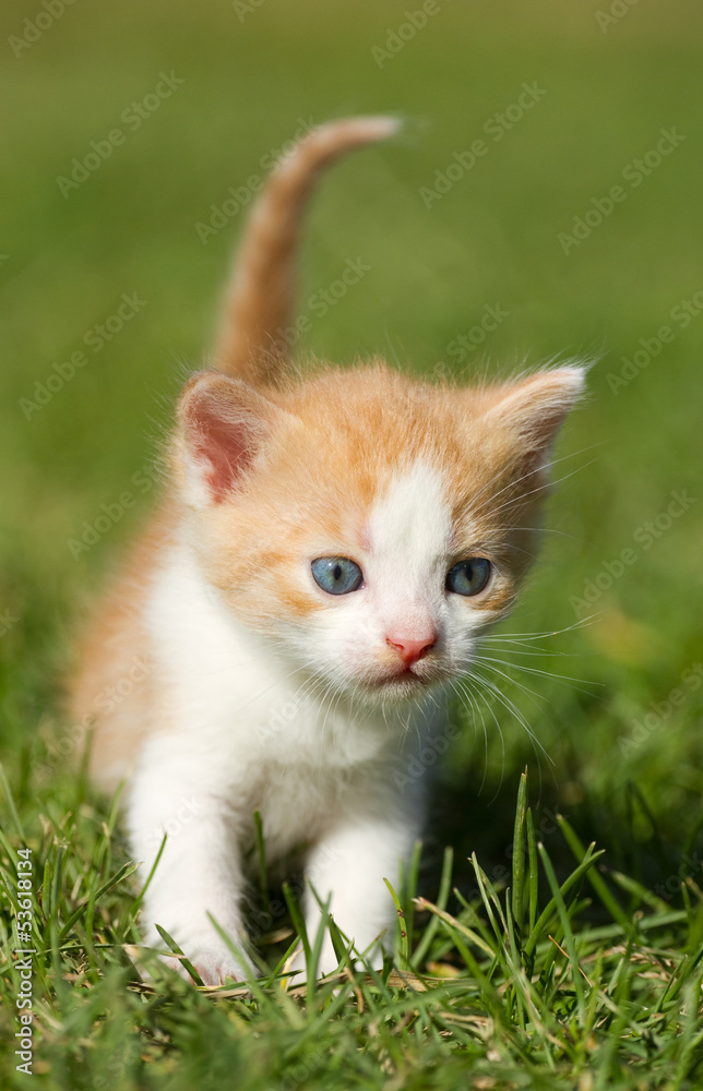 Kitten on the  grass