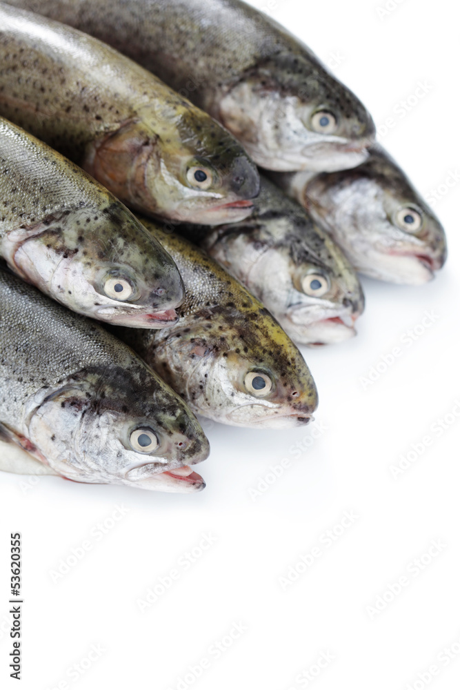 rainbow trout rainbow trout