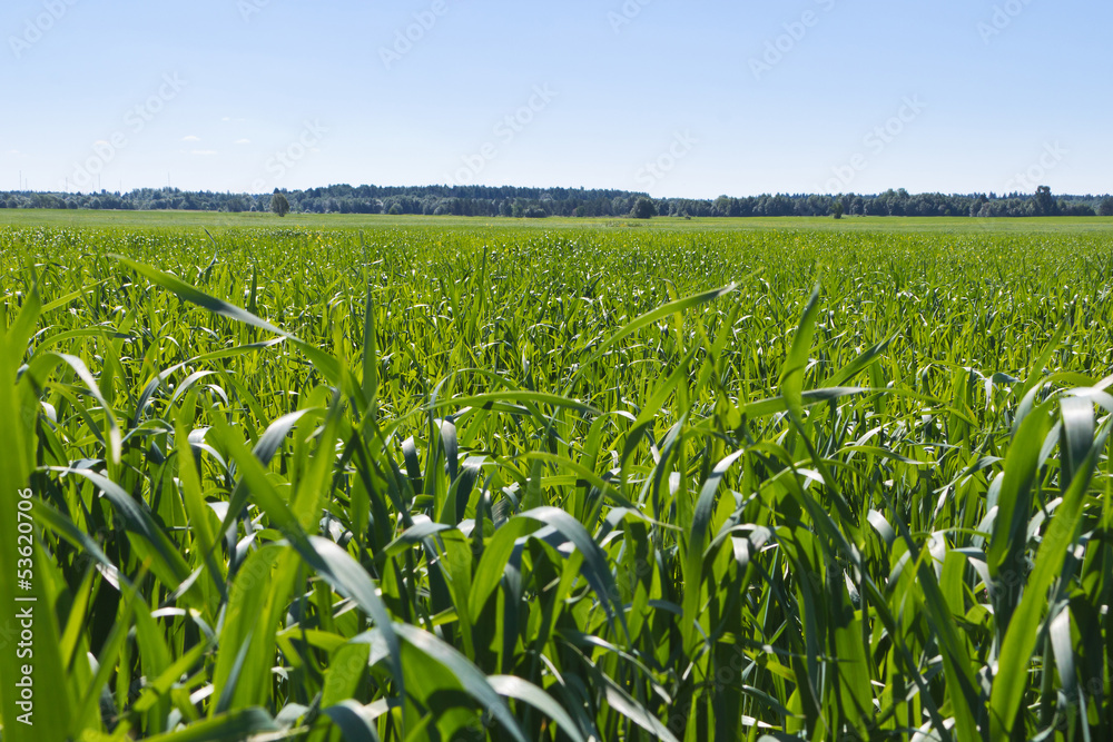 green grass and sky green grass and sky