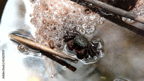 Thai vinegar crab in mangrove forest photo