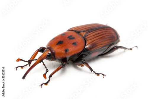 palm weevil snout beetle, Rhynchophorus ferrugineus, isolated on white