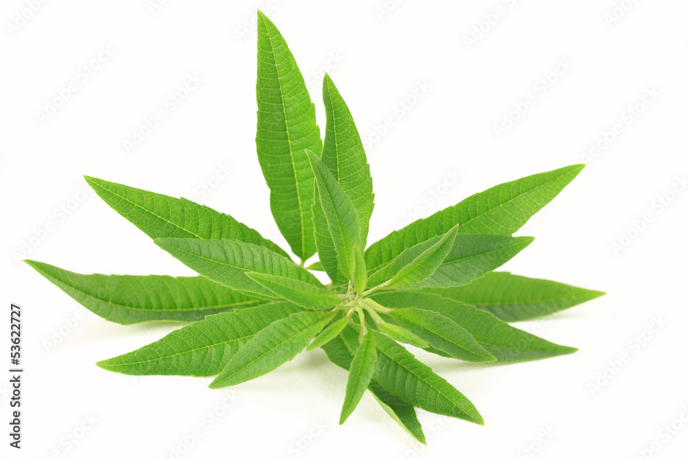 Fresh lemon verbena isolated on white background Fresh lemon verbena isolated on white background