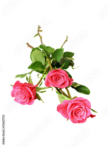 Three pink roses