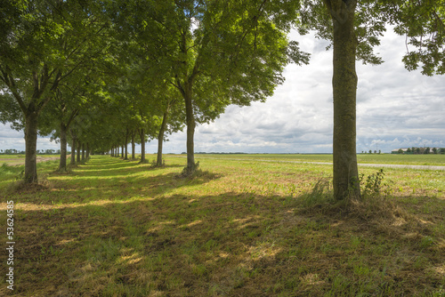 Double row of trees in the countryside