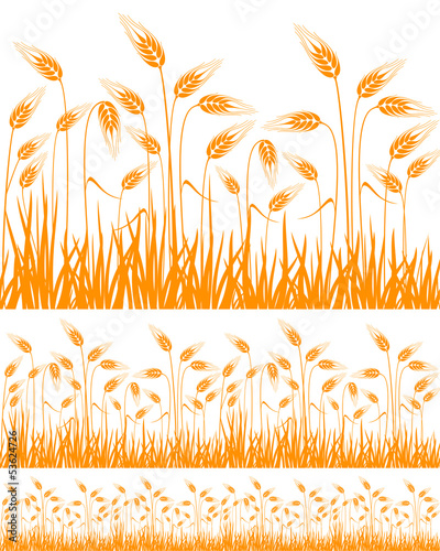 Wheat
