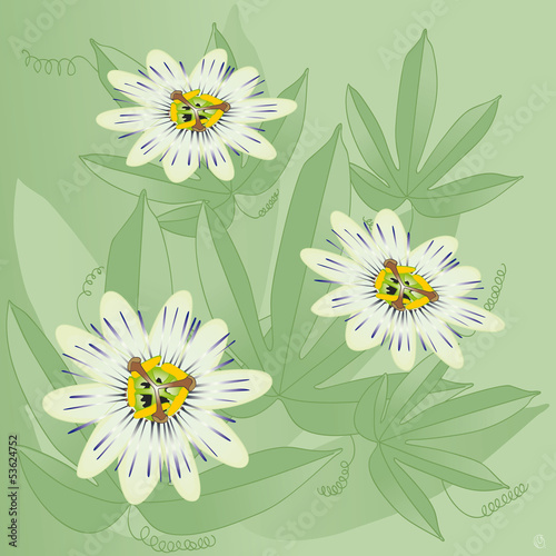 passiflore ou passiflora caerulea
