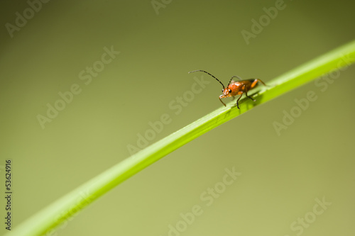 Orange and black insect coleopteron