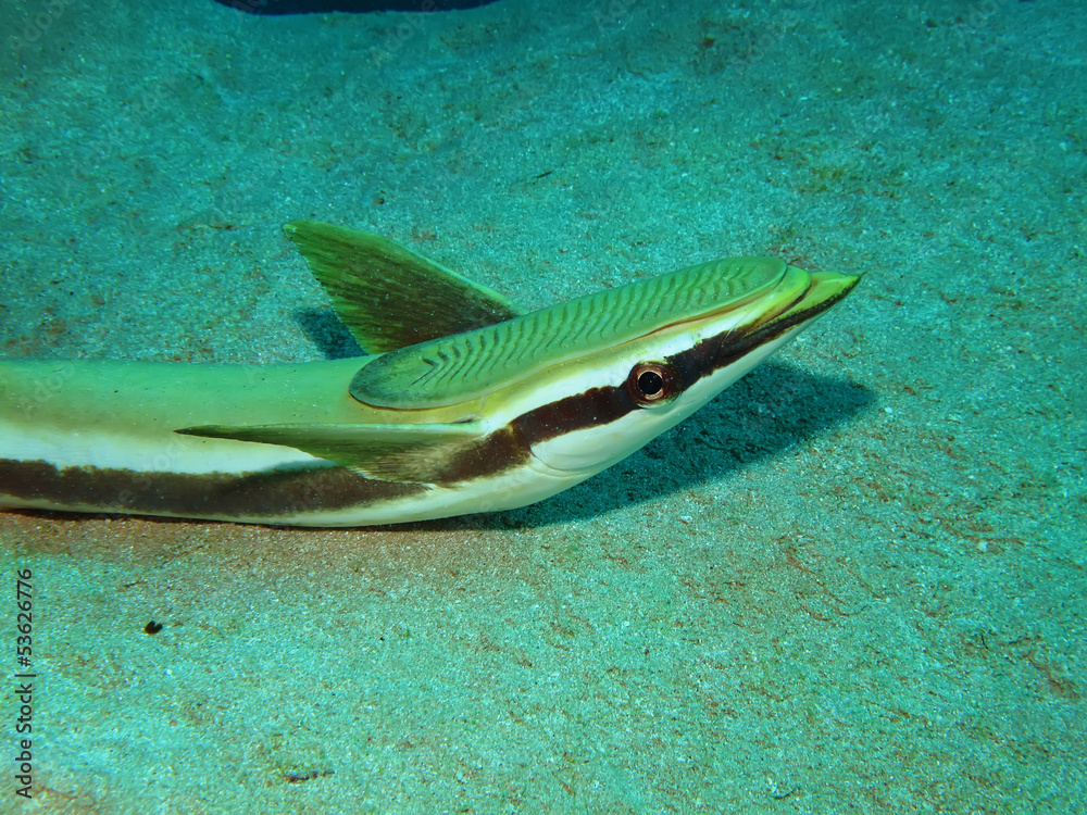 Fototapeta premium Sharksucker (Echeneis naucrates)