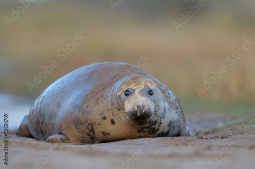 Grey Seal lying on ground.