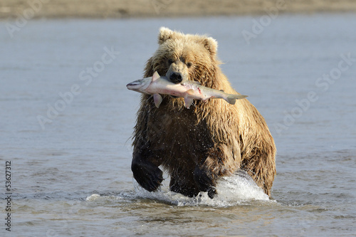 Grizzly Bear with caught salmon