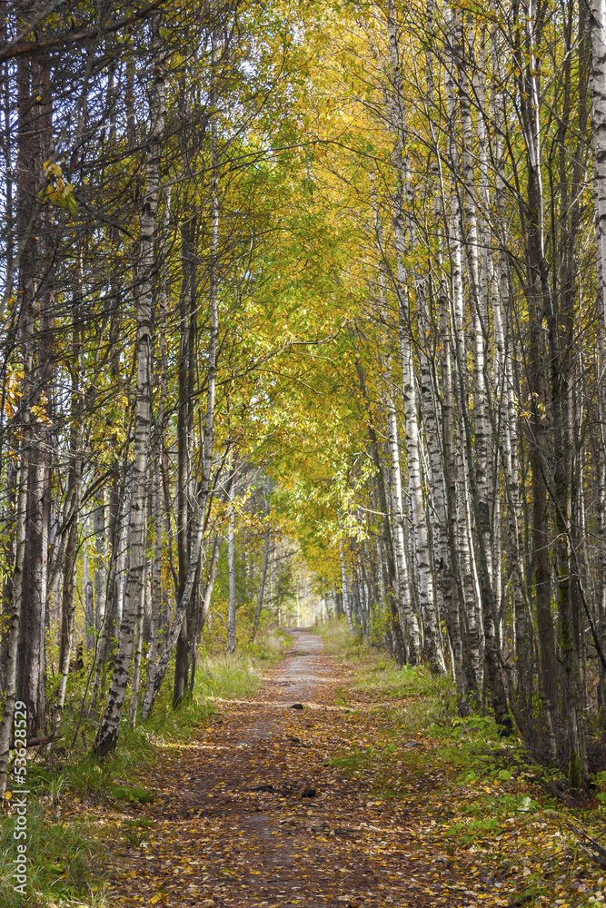 Alley in forest Alley in forest