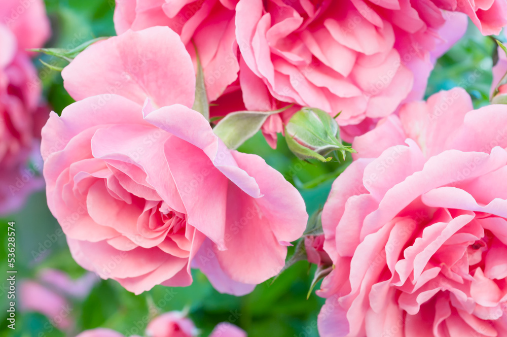 Rosa Kletterrose in voller Blütenpracht