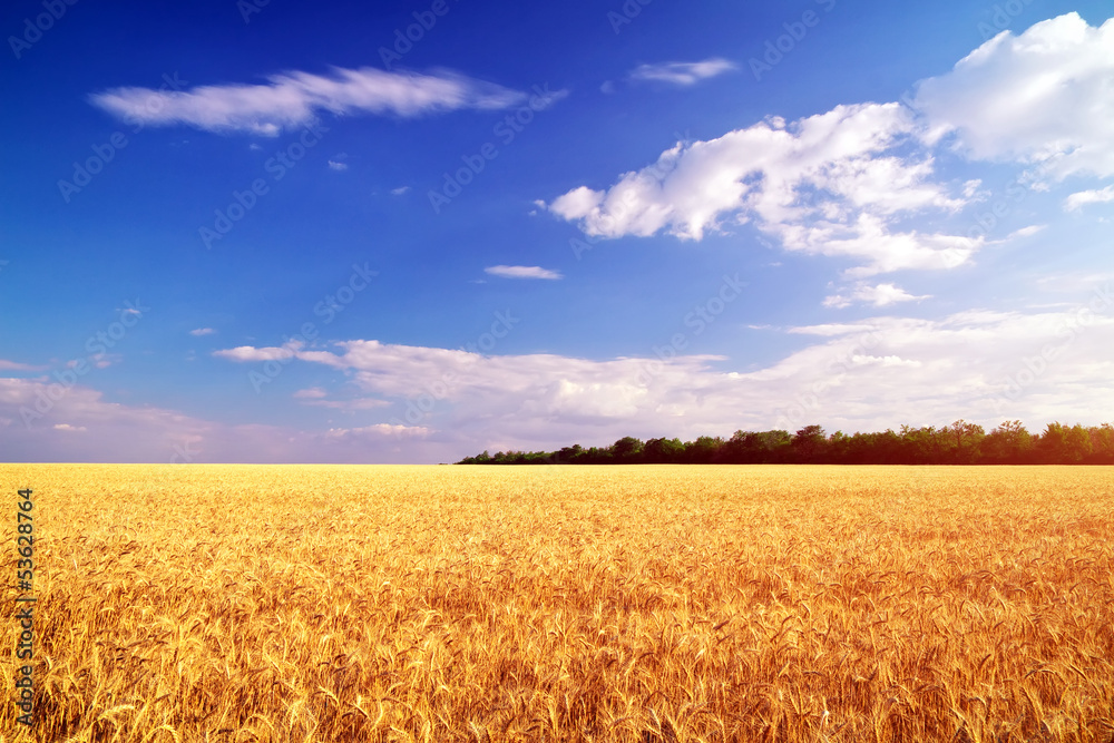 Meadow of wheat. Beautiful landscape.