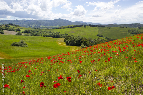 spring in Tuscany  landscape with poppies