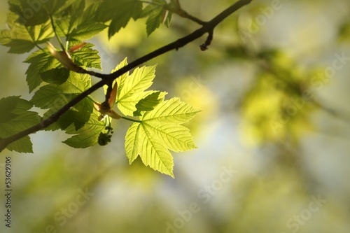 Spring maple leaves against the blue sky