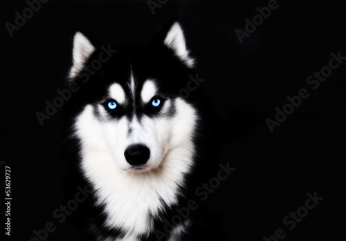 Close up on blue eyes of a dog Siberian husky photo
