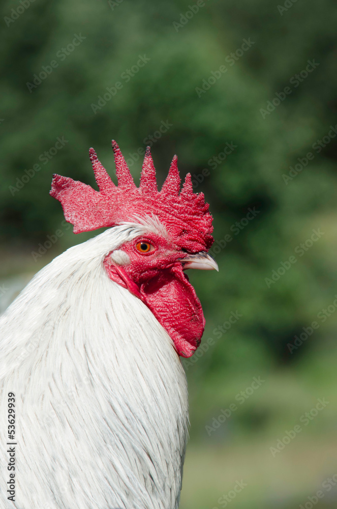 Cock profile