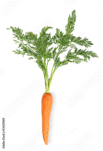 carotte photo