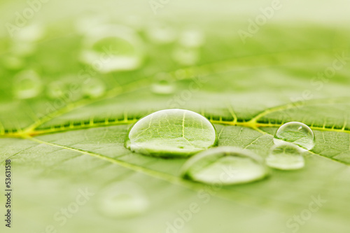 Water drops on leaf macro