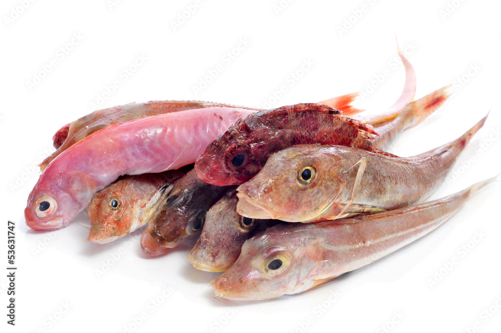 raw fishes