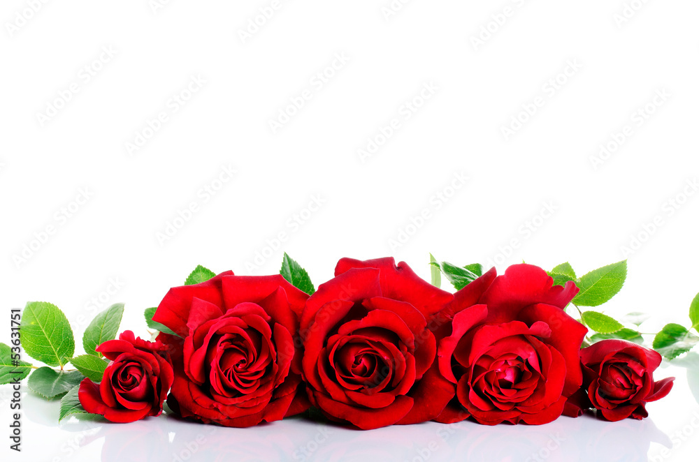 Naklejka premium Red roses in row over white