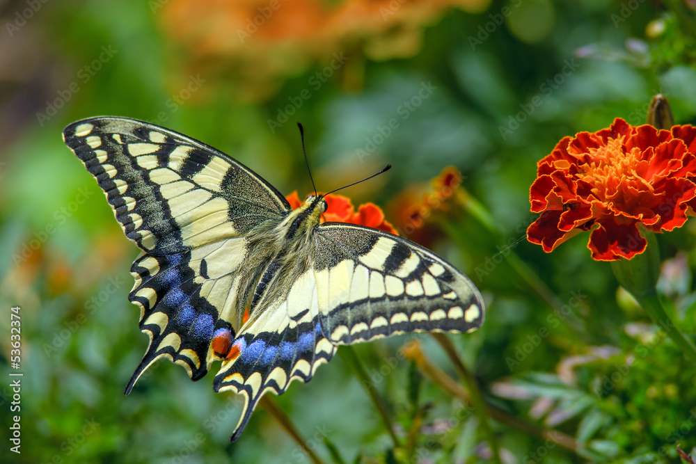 Naklejka premium Swallowtail butterfly on the marygold flower