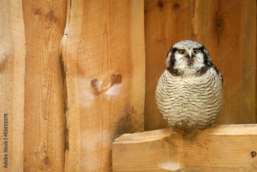 Obraz premium Northern hawk owl on wooden texture