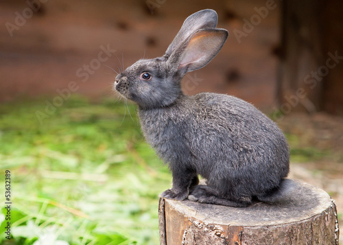 rabbit sitting on a tree stump