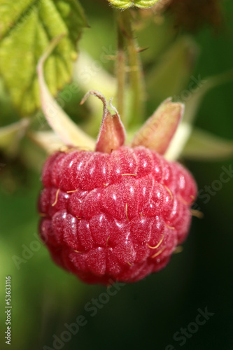 raspberries