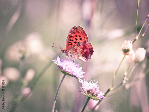 Butterfly on the wildflower #53633126