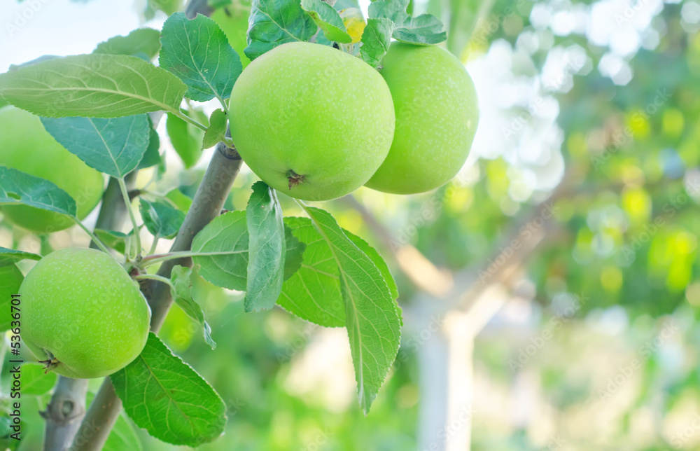 apples on tree