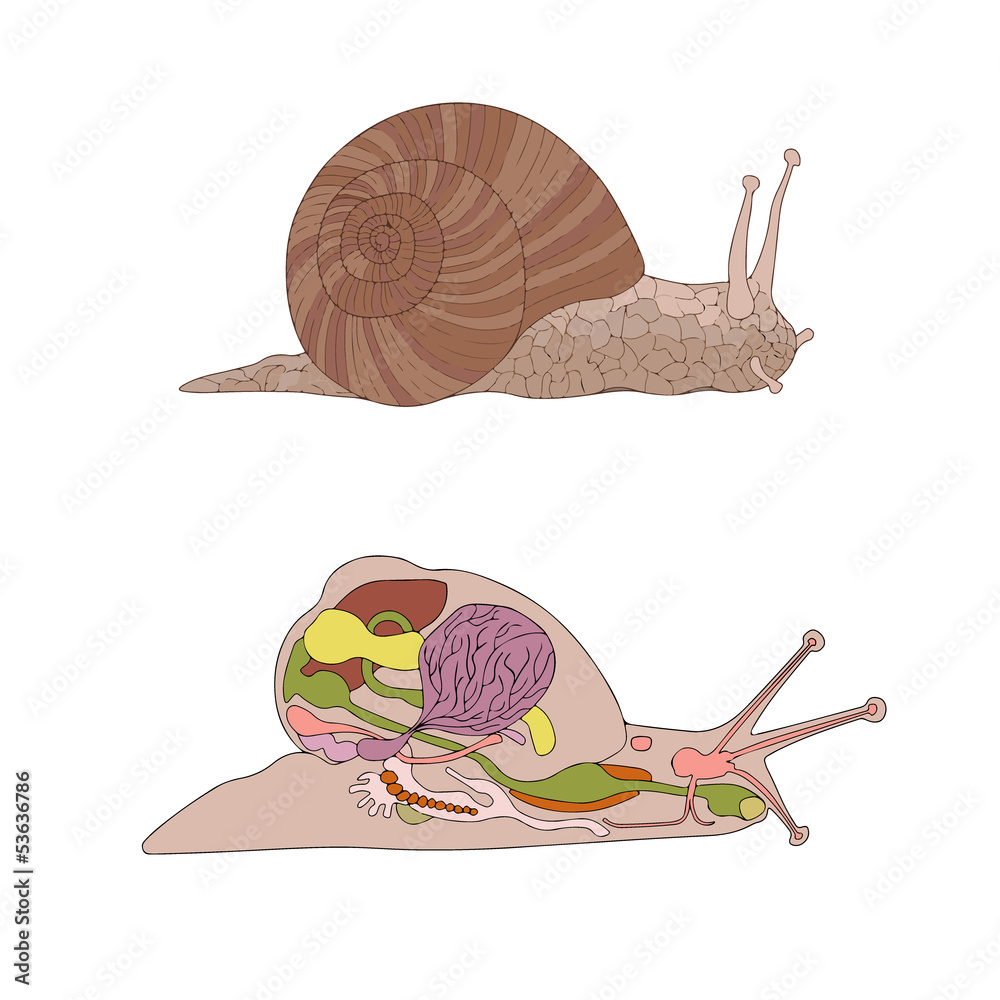zoology, anatomy, morphology, crosssection of snail Stock Vector